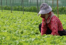 軒嵐諾颱風即將遠離 蔬菜供應正常 請消費者放心