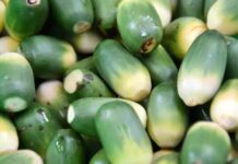 不可不知的檳榔危害