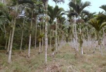 揪出檳榔五大危害