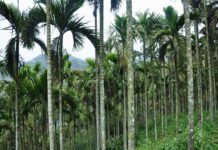 吃檳榔驅寒?小心引發口腔癌!