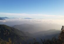 大雪山櫻花粉嫩綻放,花叢間的可愛嬌客更不可錯過!