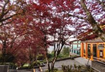 春夏來太平山欣賞楓紅美景