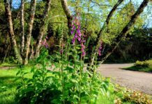 太平山國家森林遊樂區 毛地黃盛開中