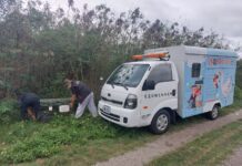 友善城市 花蓮全縣流浪犬捕捉業務11/1起由動防所執行