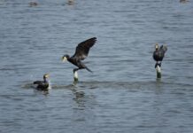 春遊鰲鼓濕地賞鳥好時機 候鳥嬌客點亮嘉南海岸濕地保育軸帶