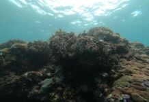 清除水下廢漁網,迎接花蓮石梯海岸「夏之雪」