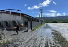 樺加沙颱風重創畜牧業 縣府籲鳳林、光復受災農戶儘速申請救助與低利貸款 感謝國軍協助災區清理 攜手加速畜牧復原