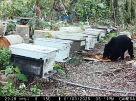 《黑熊忍不住偷吃的蜂蜜》 林業保育署推友善蜂農故事禮盒 用甜蜜守護臺灣森林