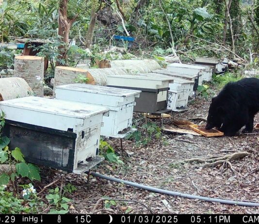 《黑熊忍不住偷吃的蜂蜜》 林業保育署推友善蜂農故事禮盒 用甜蜜守護臺灣森林